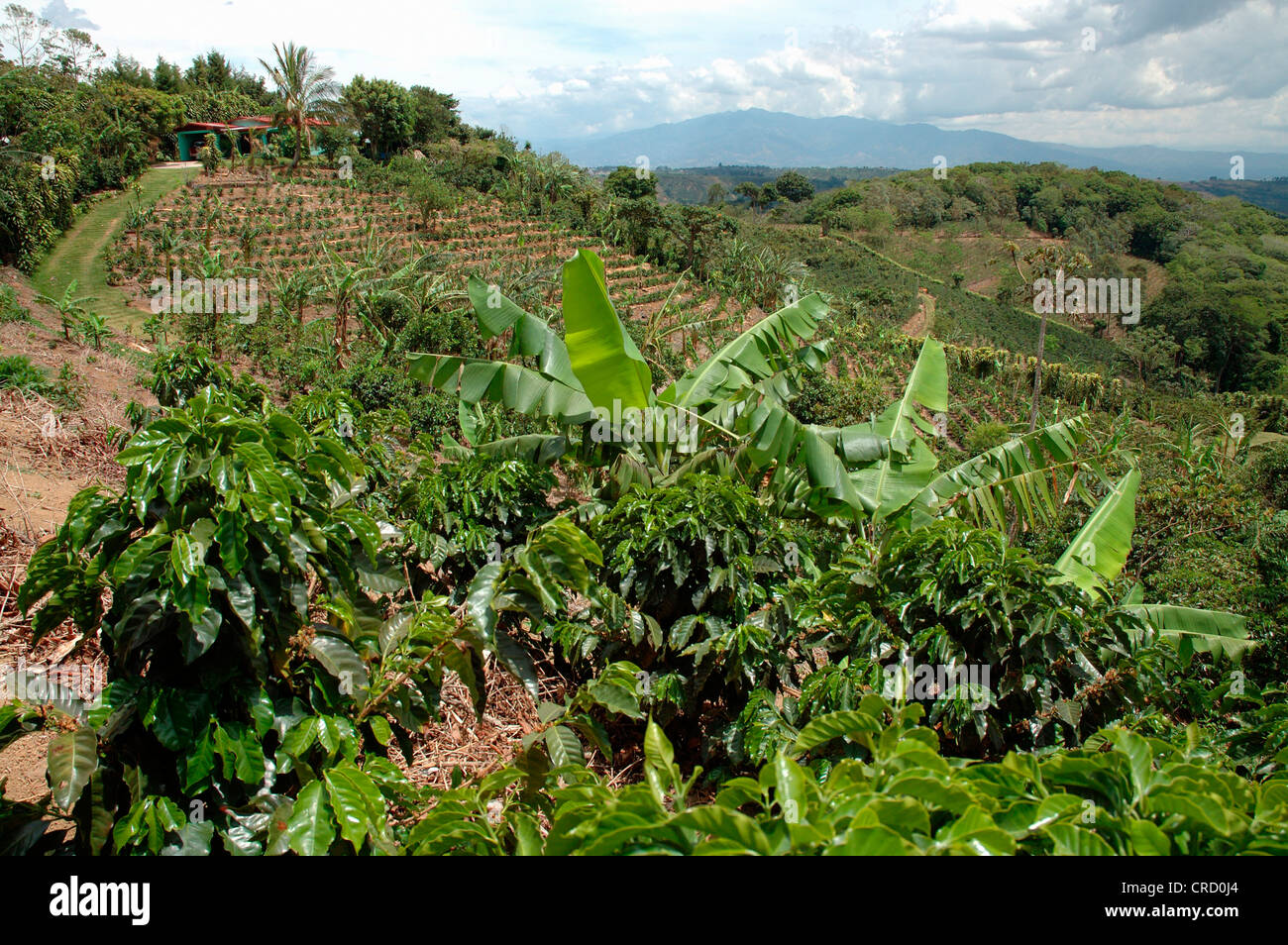 coffee and banana plantations, north of Alajuela, Costa Rica Stock