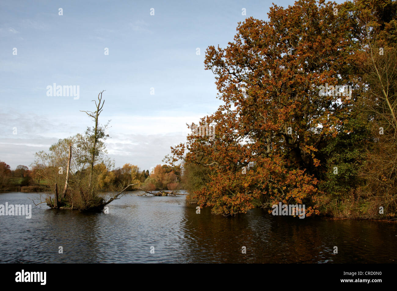 Trees in a park in Autumn Stock Photo - Alamy
