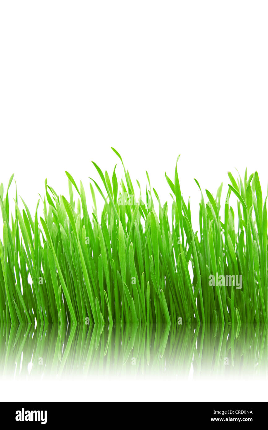 green grass with reflection on white background Stock Photo - Alamy
