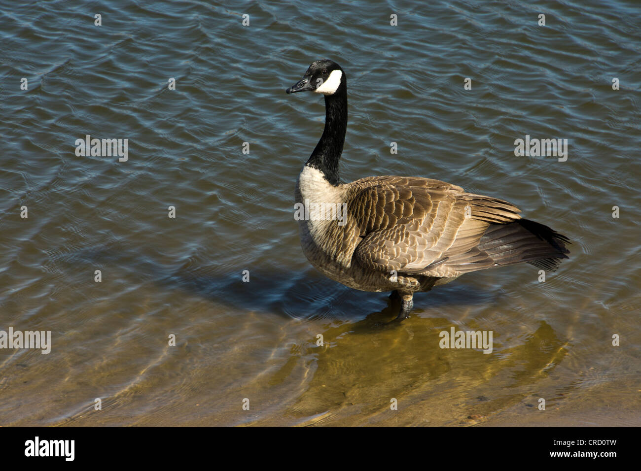 Canadian goose standing in water Stock Photo