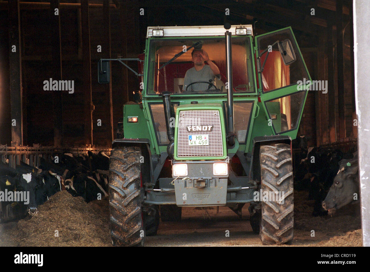 Farmer in feeding his cattle Stock Photo - Alamy