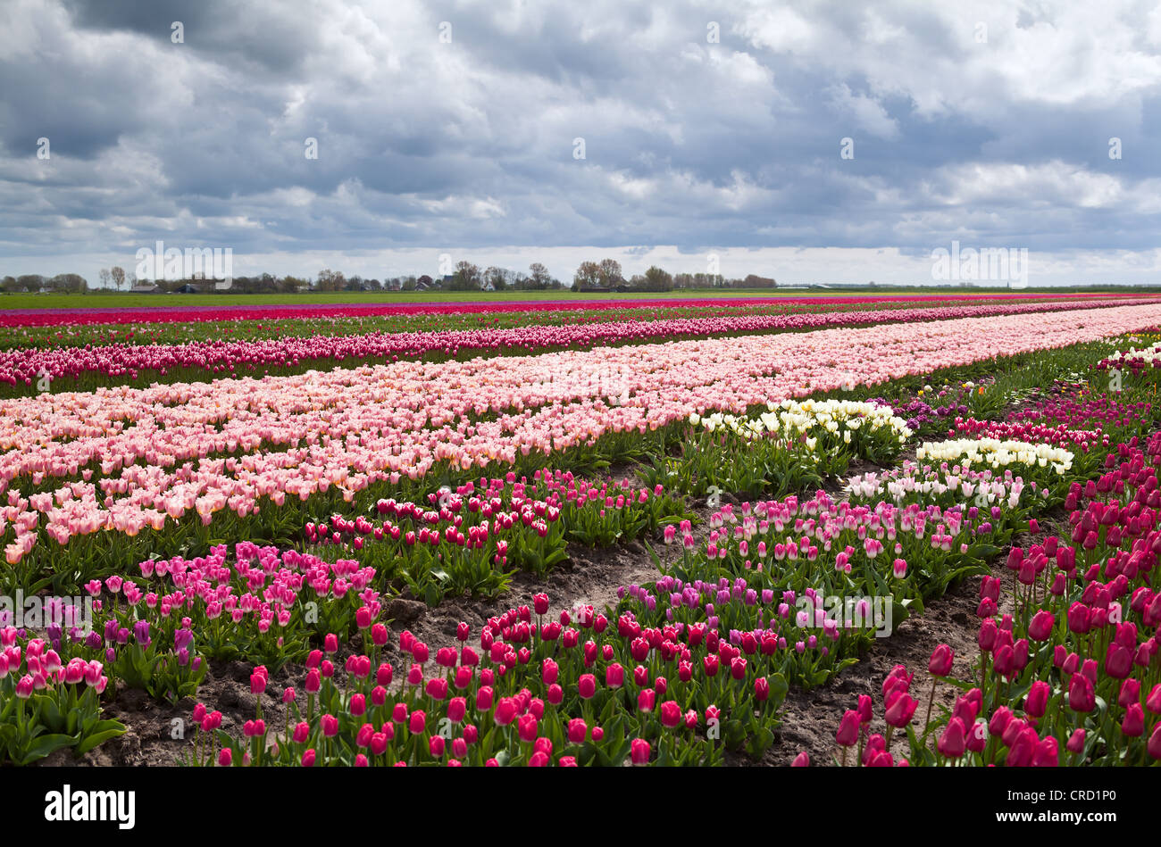 field with many beautiful colorful tulips Stock Photo - Alamy