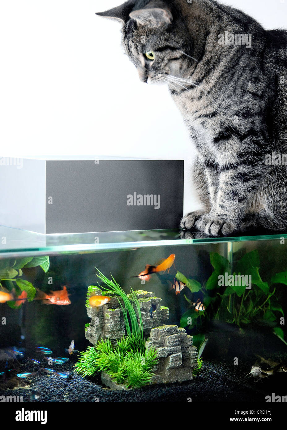 Cat sitting on aquarium Stock Photo