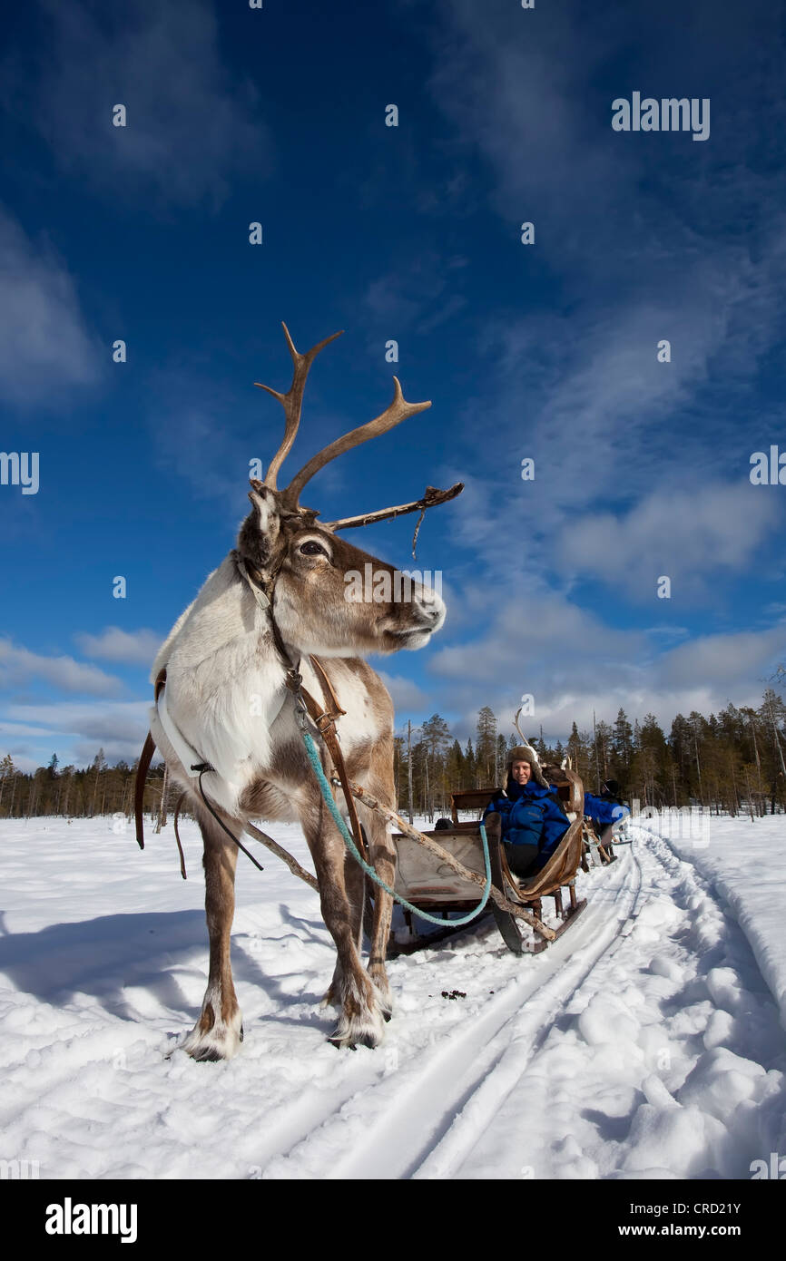Reindeer sleigh ride, Salla, Lapland, Finland, Europe Stock Photo