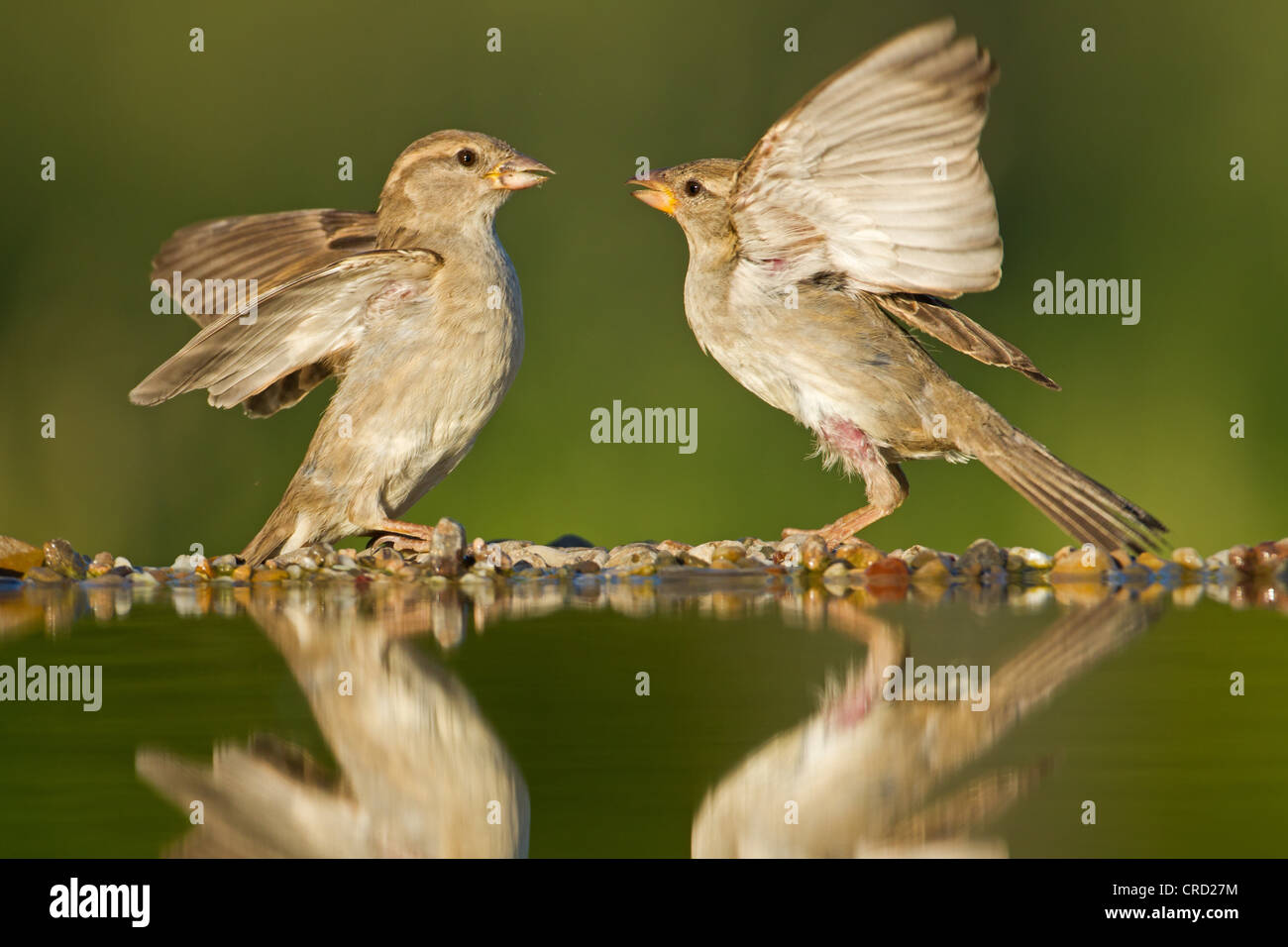 Two house sparrows (Passer domesticus) by the water Stock Photo