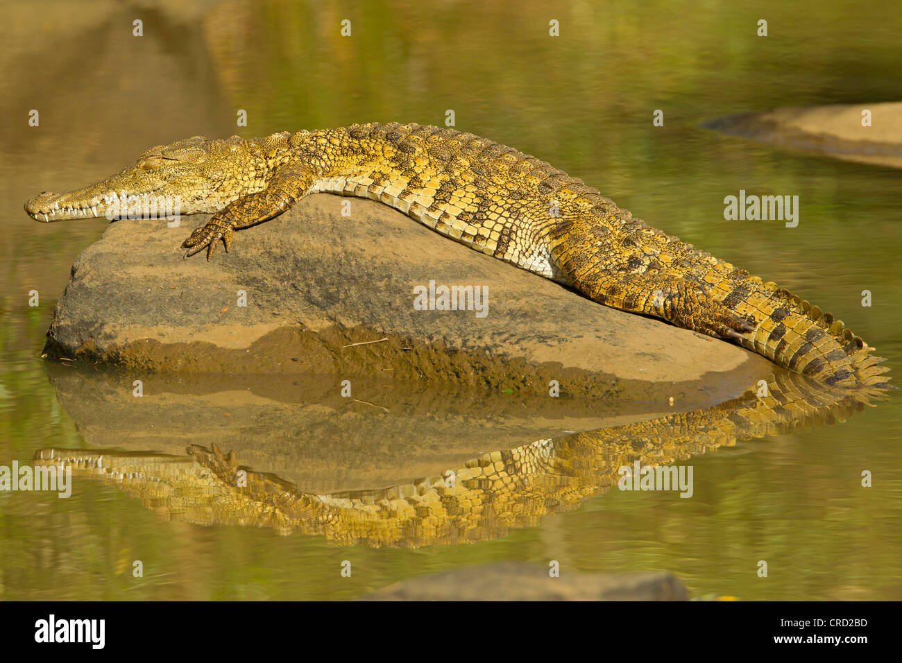 Nile crocodile (Crocodylus niloticus) in water, Hluhluwe Umfolozi Game Reserve, South Africa Stock Photo