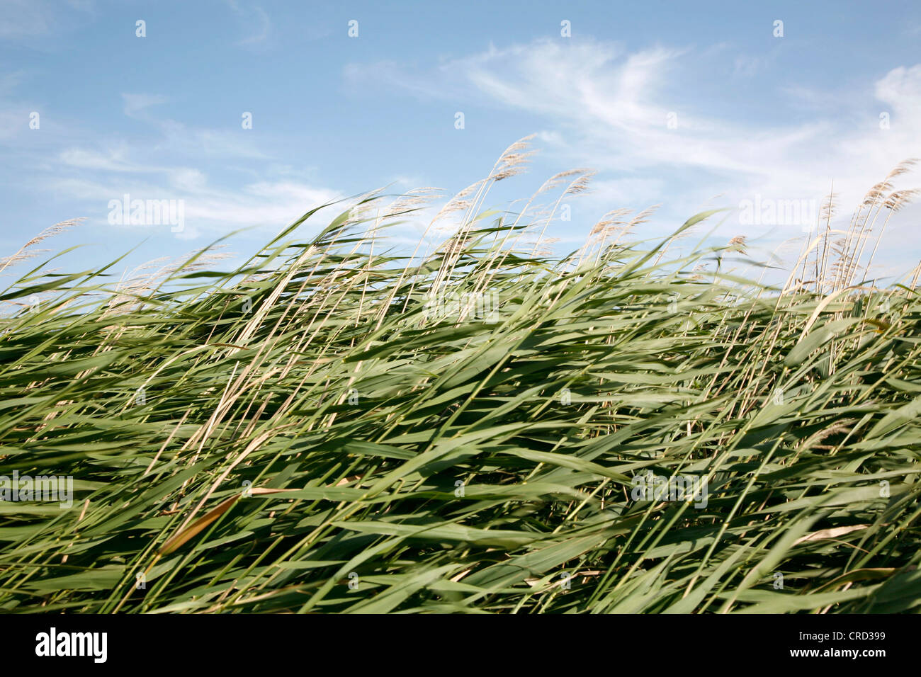 Reed swaying in wind, Zeeland, Netherlands Stock Photo Alamy