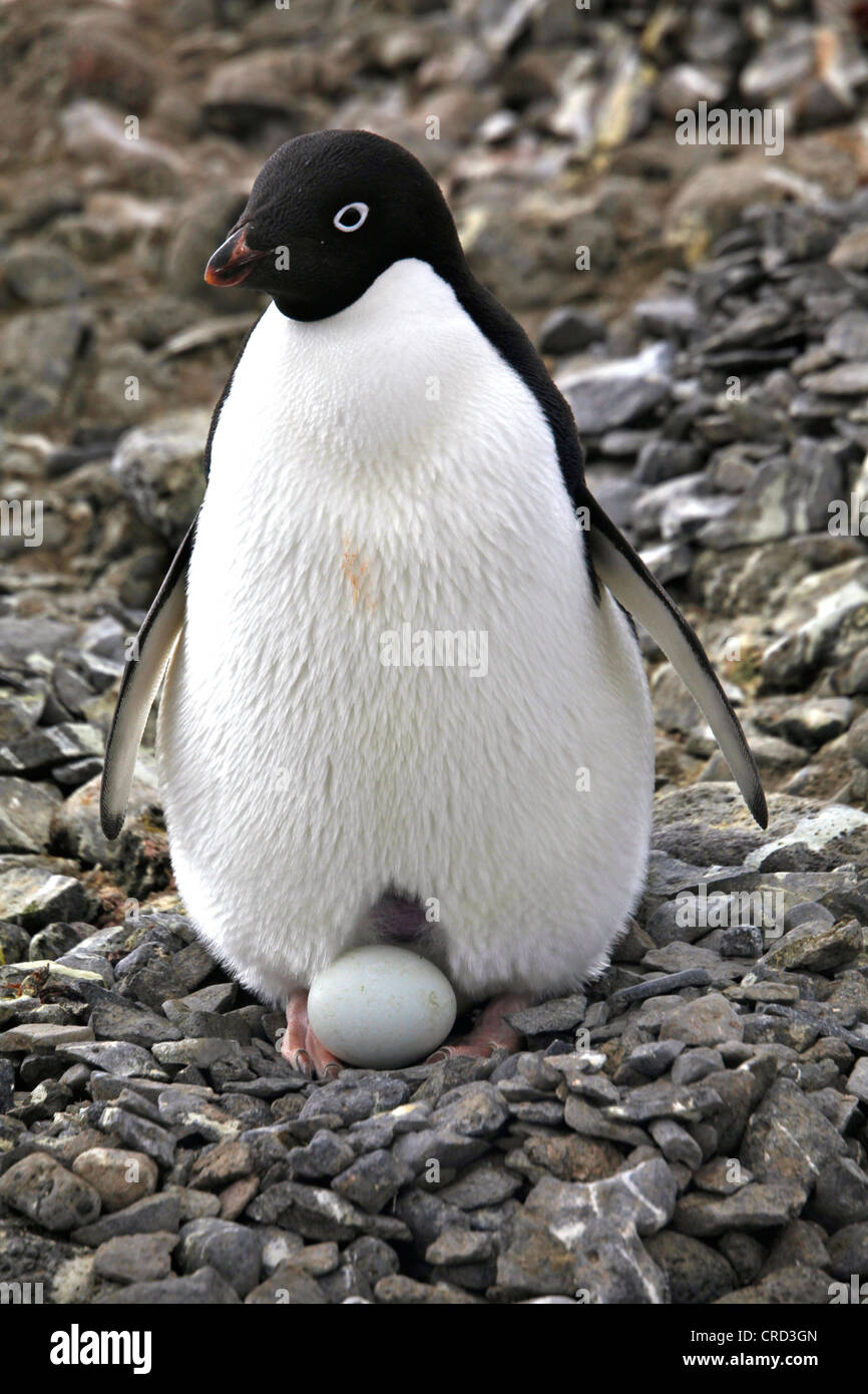 Adelie Penguin with egg, Paulet Island, Antarctica Stock Photo