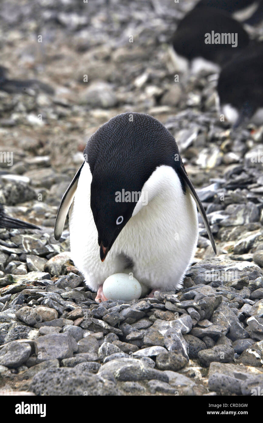 Adelie Penguin with egg, Paulet Island, Antarctica Stock Photo