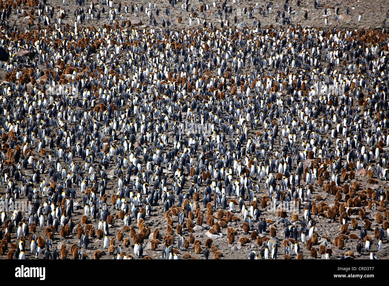 Colony of more than 400 000 king penguins, Saint Andrews Bay, South Georgia island Stock Photo