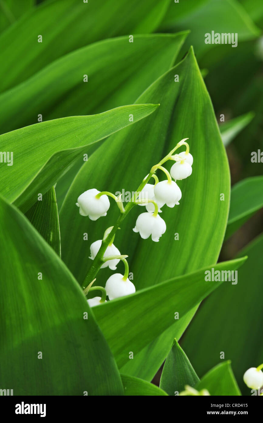 Lilies of the valley, Convallaria majalis Stock Photo Alamy