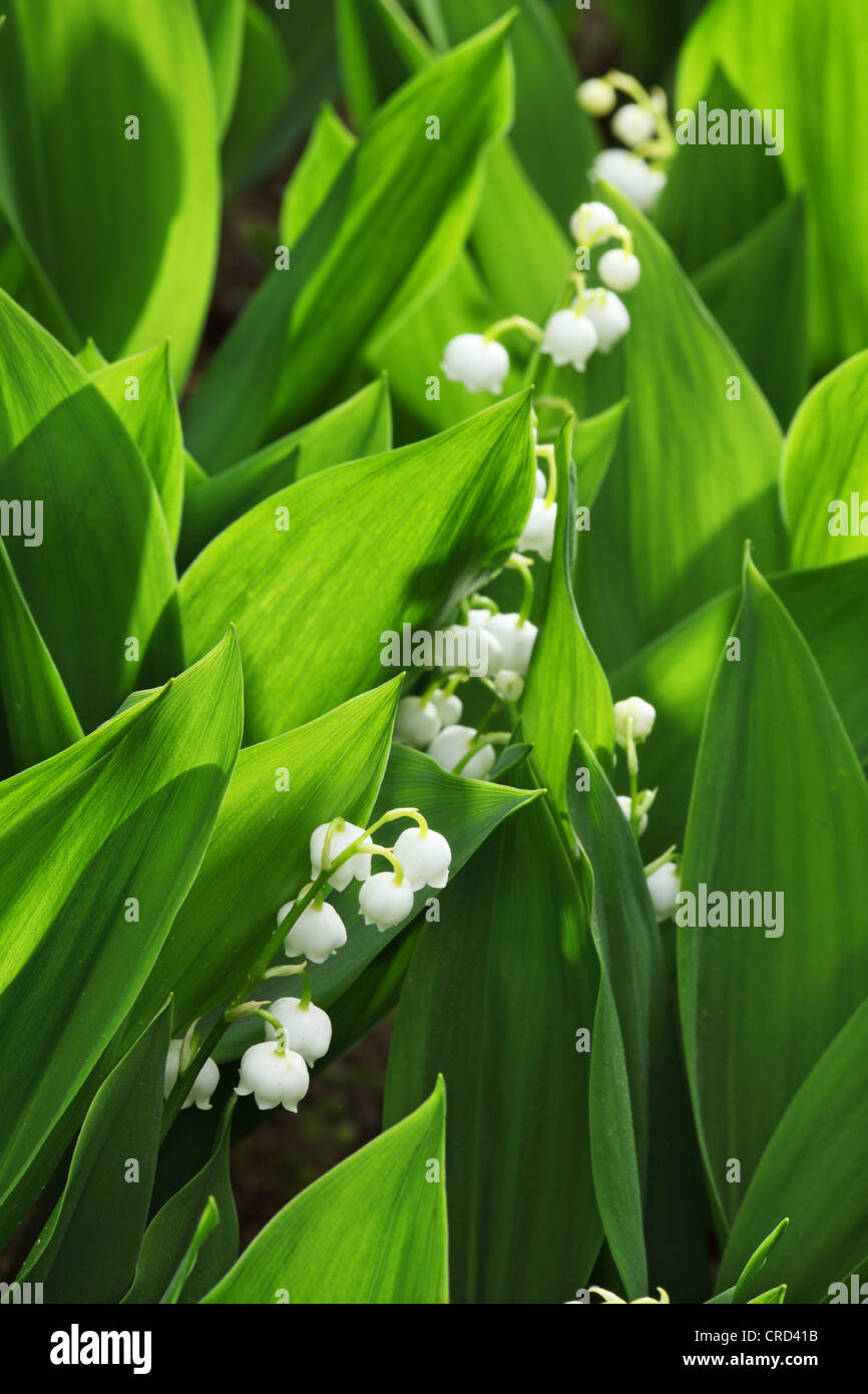 How Does Lily Of The Valley Spread at Judith Henry blog