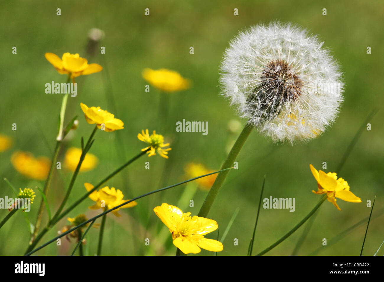 Dandelion clock and kingcup, Caltha palustris Stock Photo Alamy