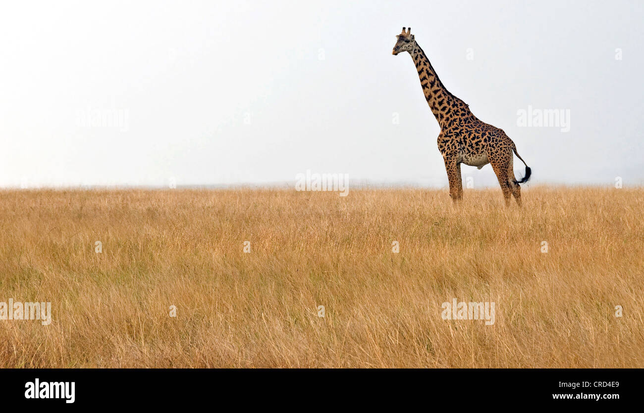 giraffe (Giraffa camelopardalis), Giraffe on the Maasai Mara plains, Kenya Stock Photo