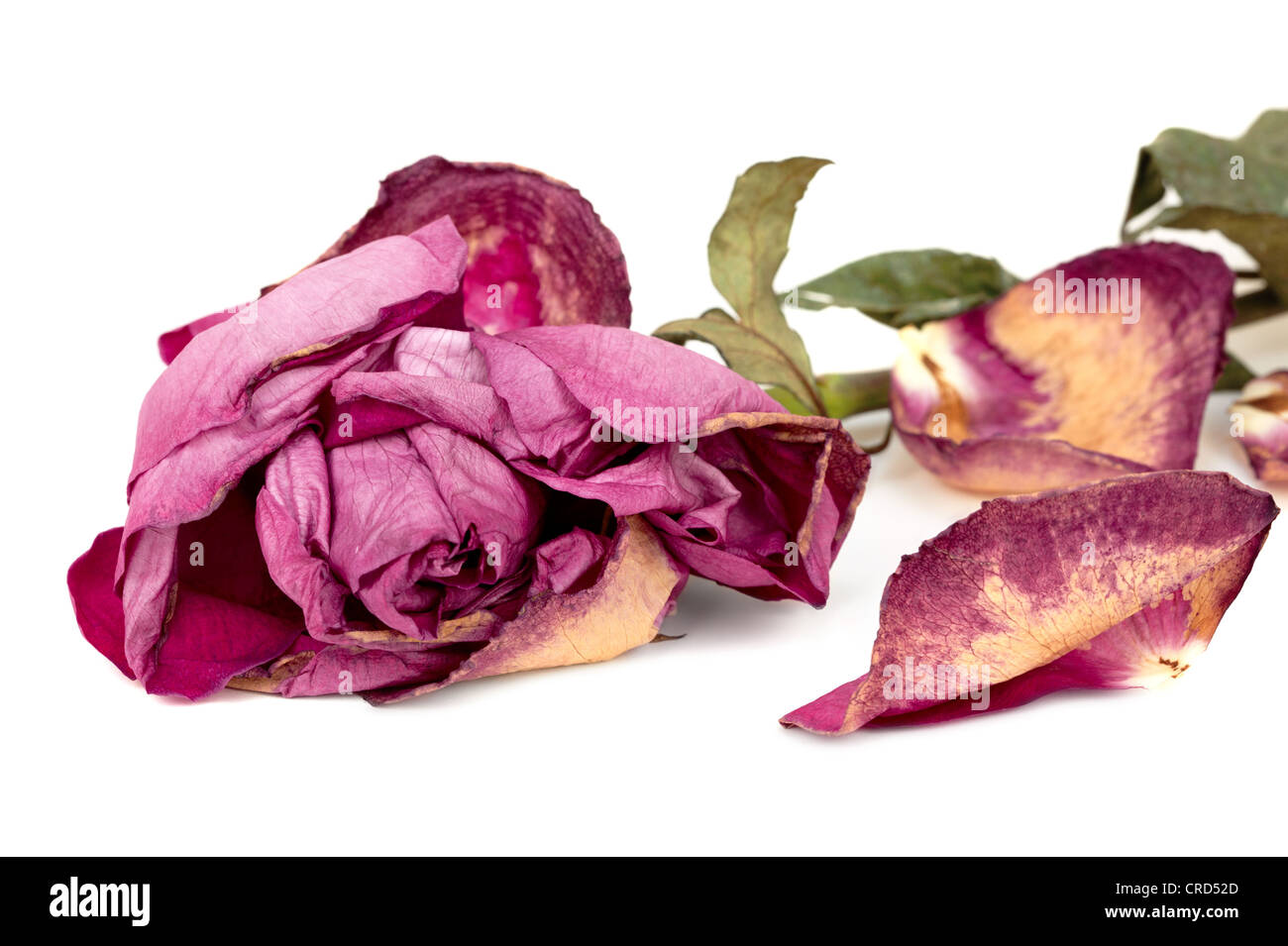 Withered rose isolated on white Stock Photo - Alamy