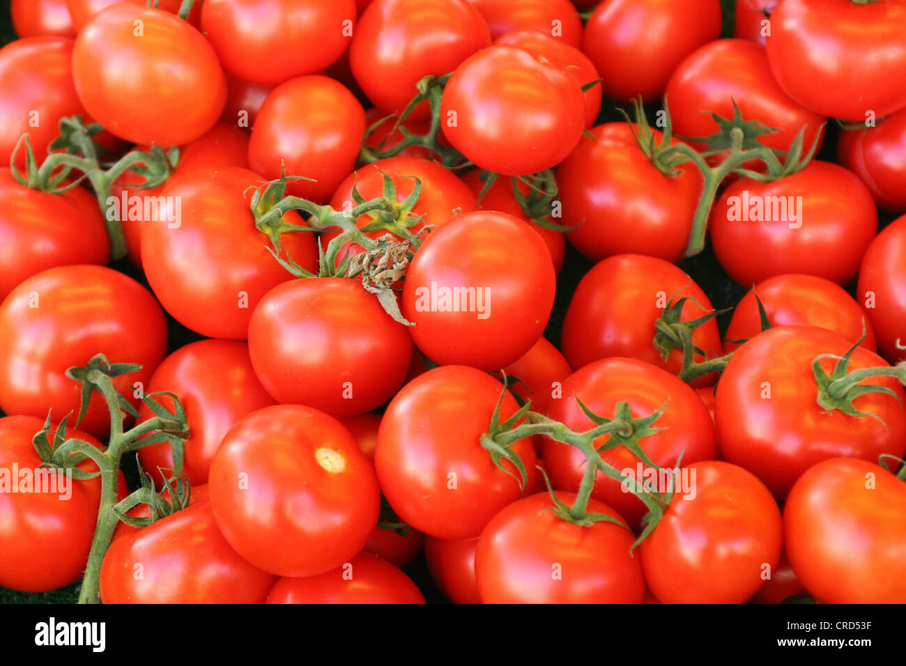 tomato (Lycopersicon lycopersicum), tomatoes Stock Photo