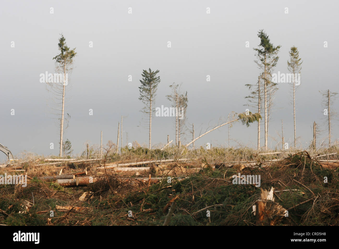 Norway spruce (Picea abies), storm loss in a forest, Germany, North Rhine-Westphalia, Sauerland Stock Photo