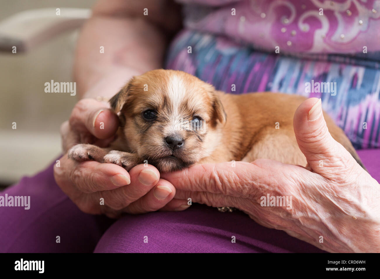 Old Hands, New Dog. A senior woman holds a young puppy dog in her