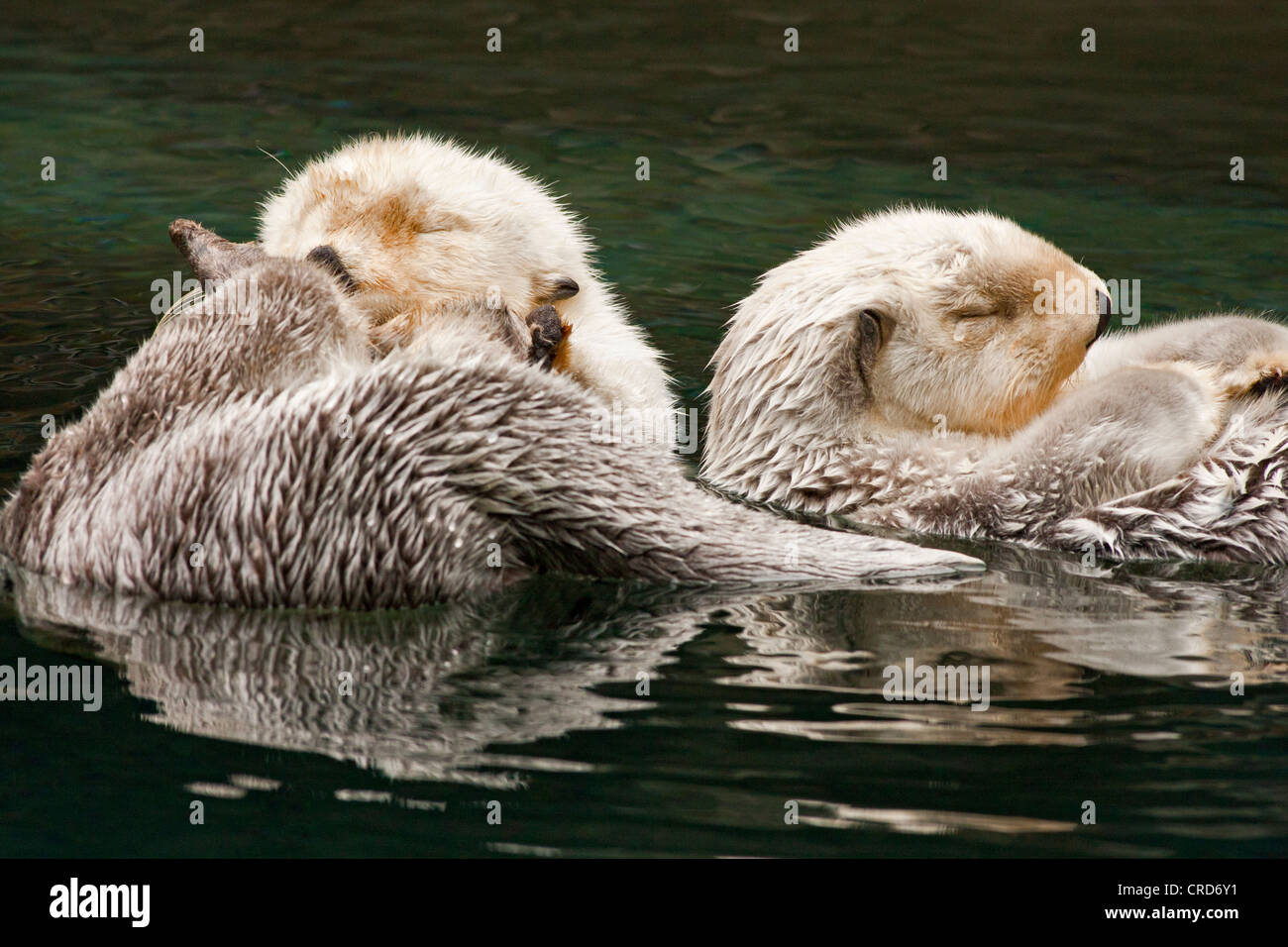 Sea otter pair sleeping in aquarium pool-Note-Captive subject. Stock Photo
