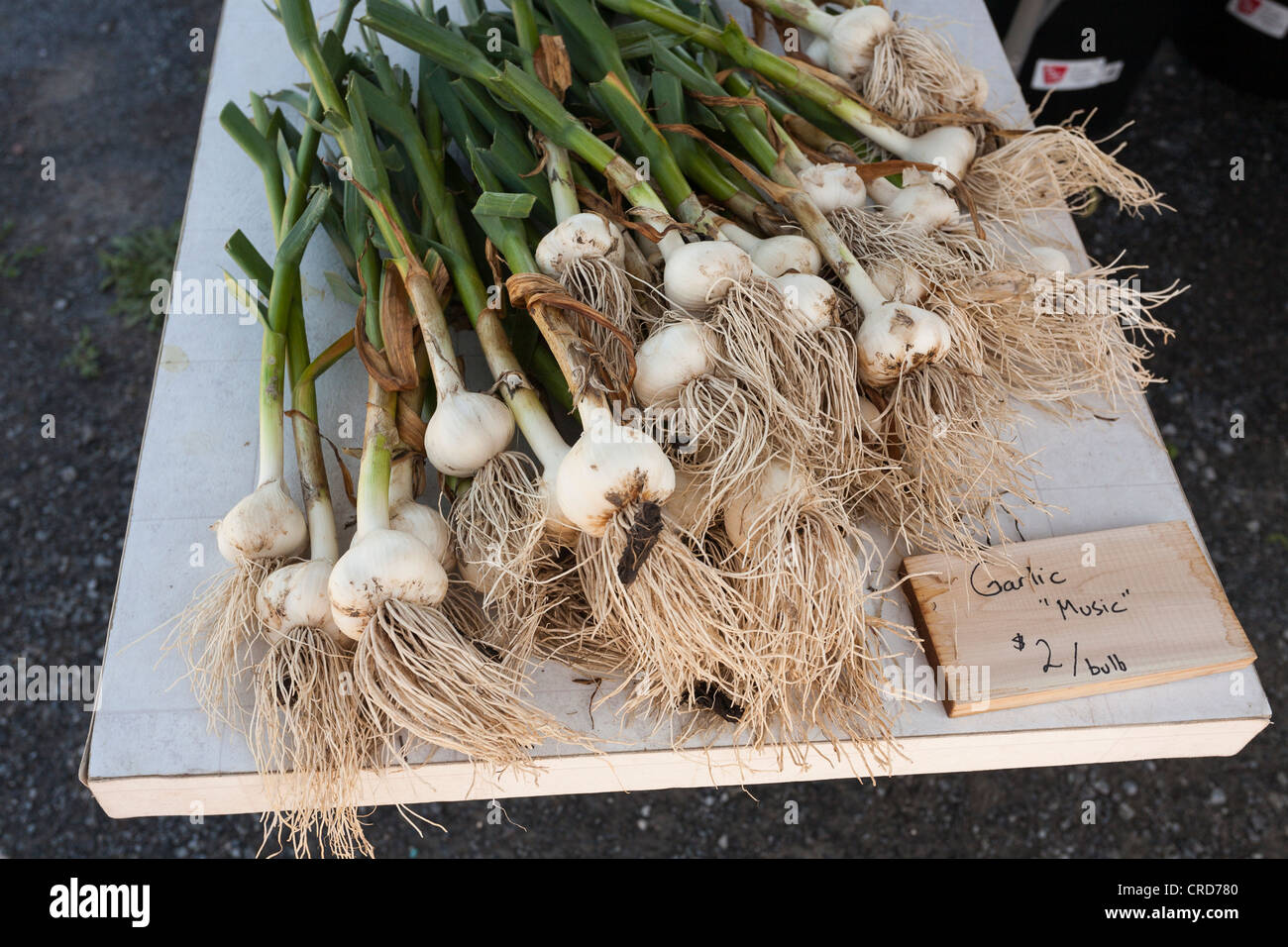 Fresh Music Garlic at a Farmers Market. An enticing display of produce at the Carp Farmer's Market. Stock Photo