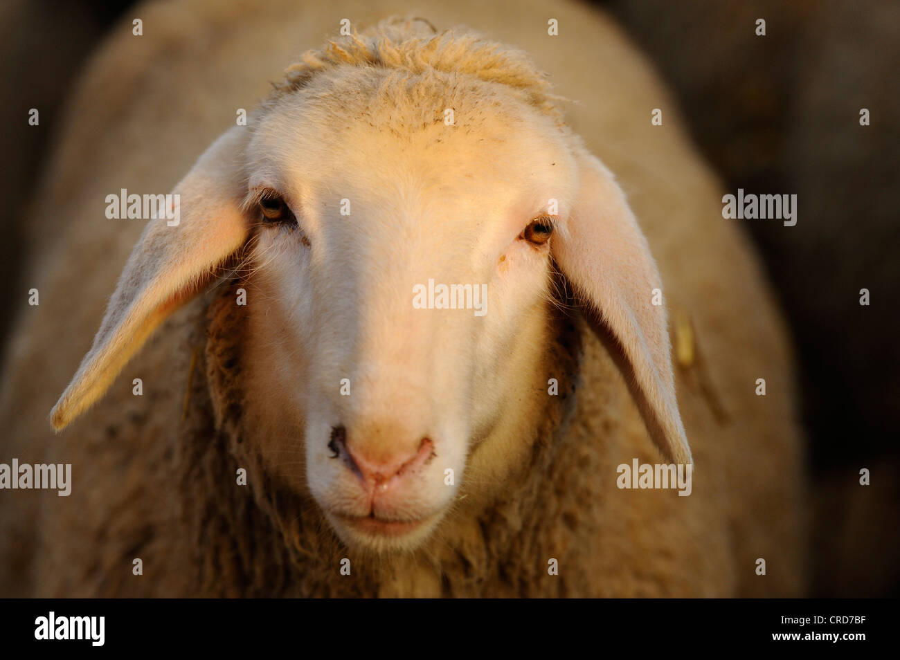Merino sheep, portrait Stock Photo