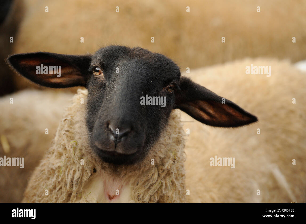Suffolk sheep, portrait Stock Photo