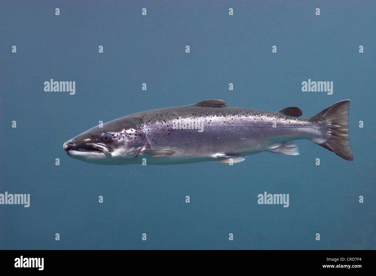 Atlantic salmon (lake pop. in U.S./Canada: ouananiche, lake Atlantic salmon, landlocked salmon, Sebago salmon) (Salmo salar), single individual Stock Photo