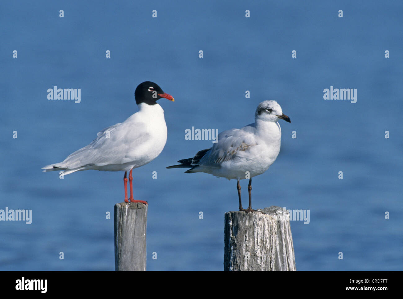mediterranean gull (Larus melanocephalus), adult and young Stock Photo