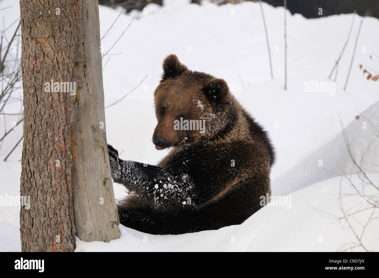 Eurasian brown bear (Ursus arctos arctos) in snow Stock Photo