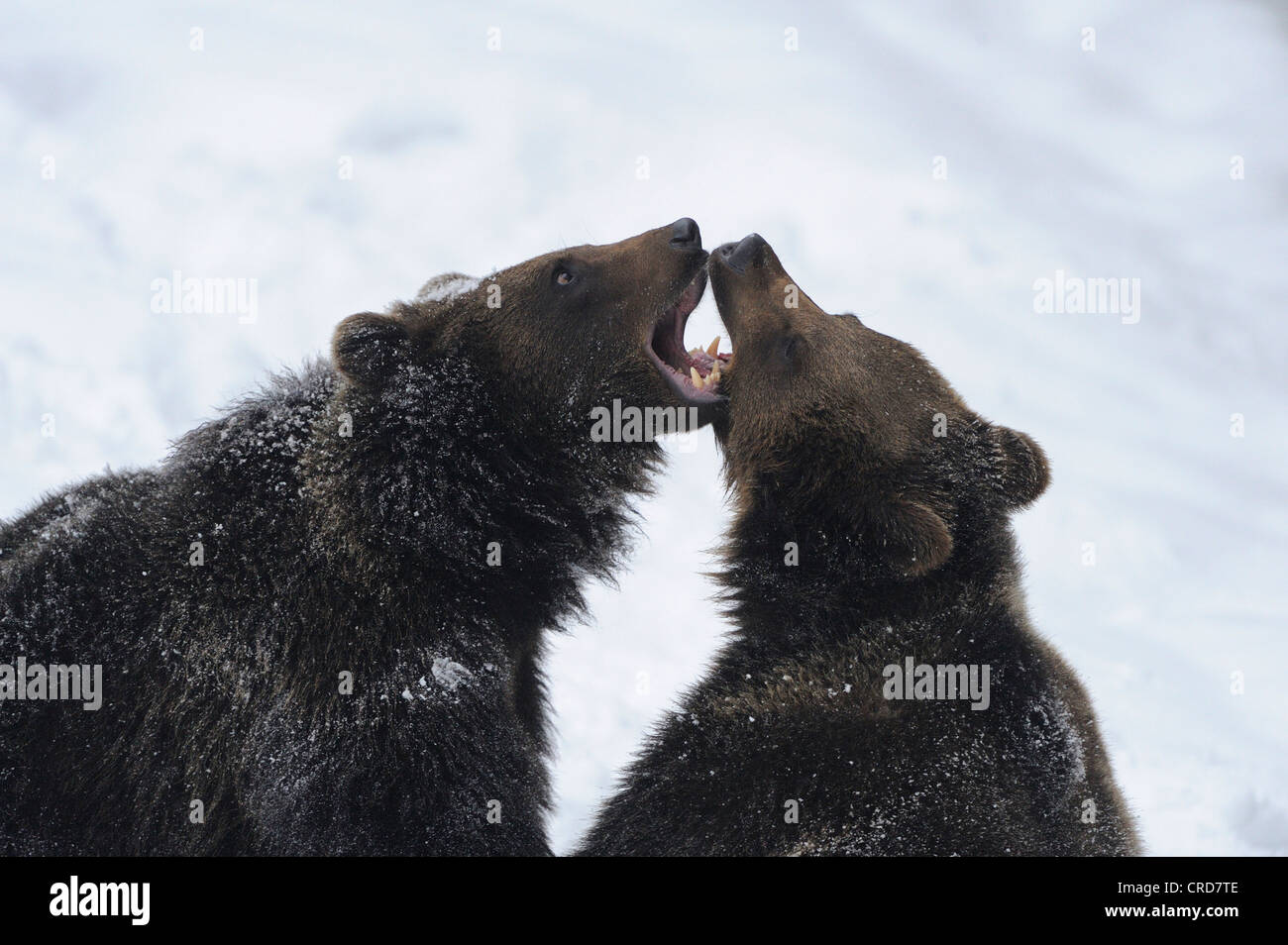 Two European brown bears (Ursus arctos arctos) in snow Stock Photo