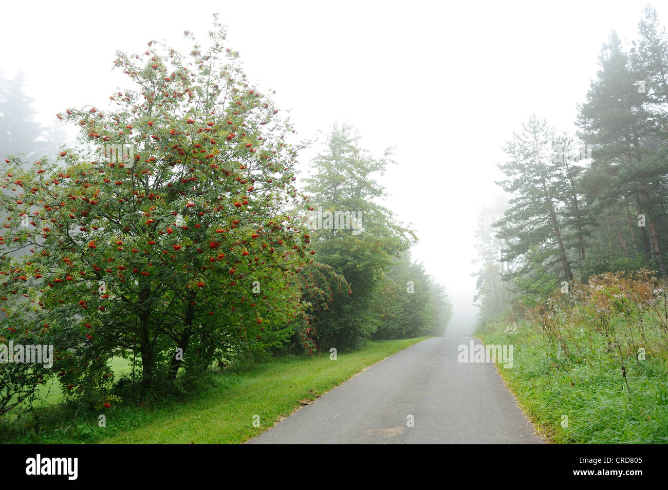 Rowan by the roadside Stock Photo