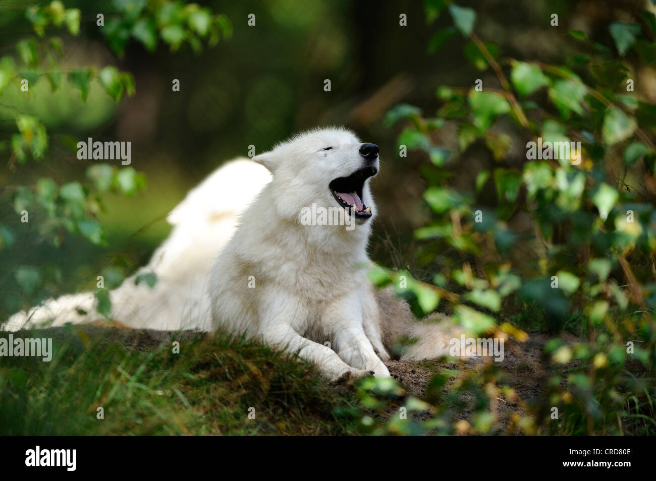Arctic Wolf (Canis lupus arctos) howling Stock Photo