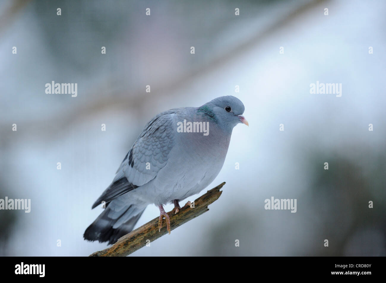 Common Wood Pigeon (Columba palumbus) perching on branch Stock Photo