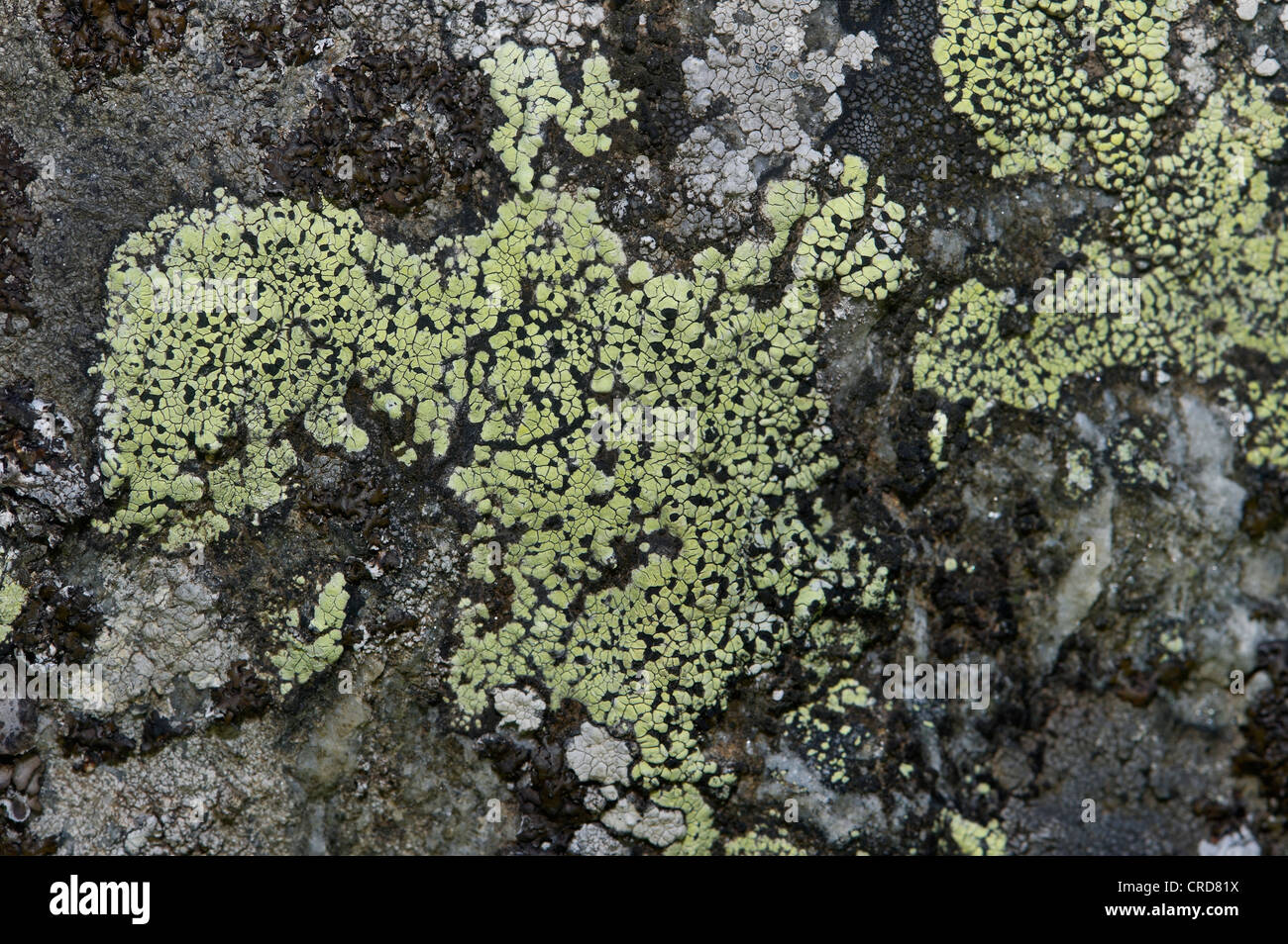 lichens, Pertusaria corallina Stock Photo