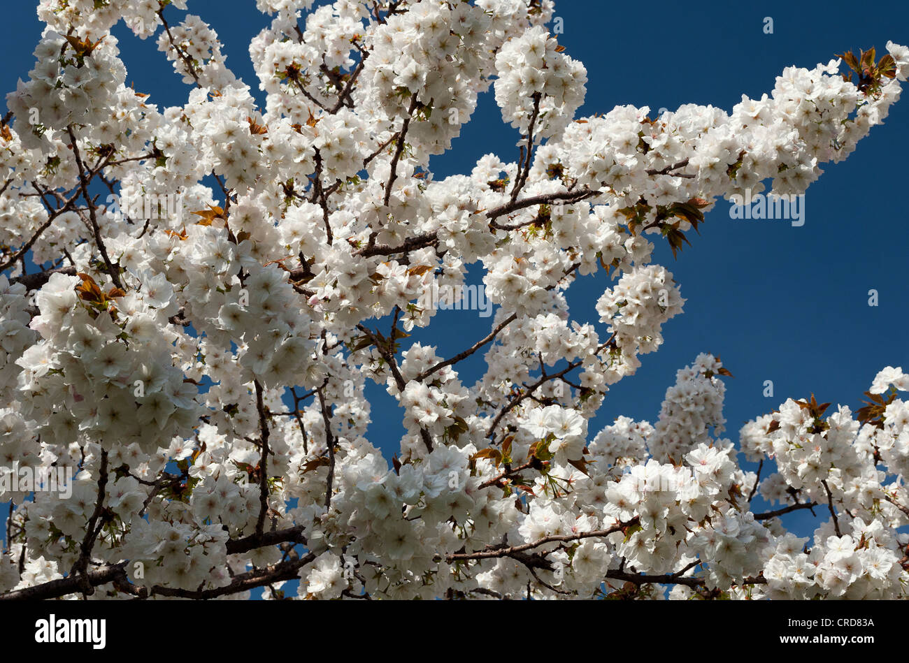 white Blossom against clear blue sky Stock Photo - Alamy