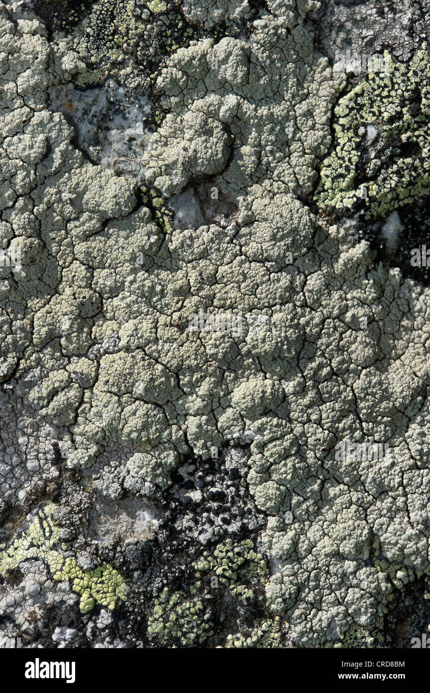 lichens, Pertusaria lactea Stock Photo