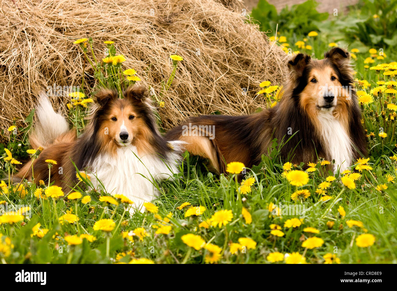 Two Collies on a meadow Stock Photo