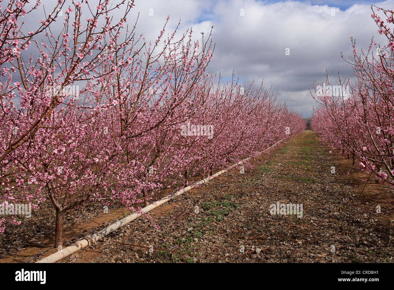 "Nectarine trees" with flowers in spring Stock Photo Alamy