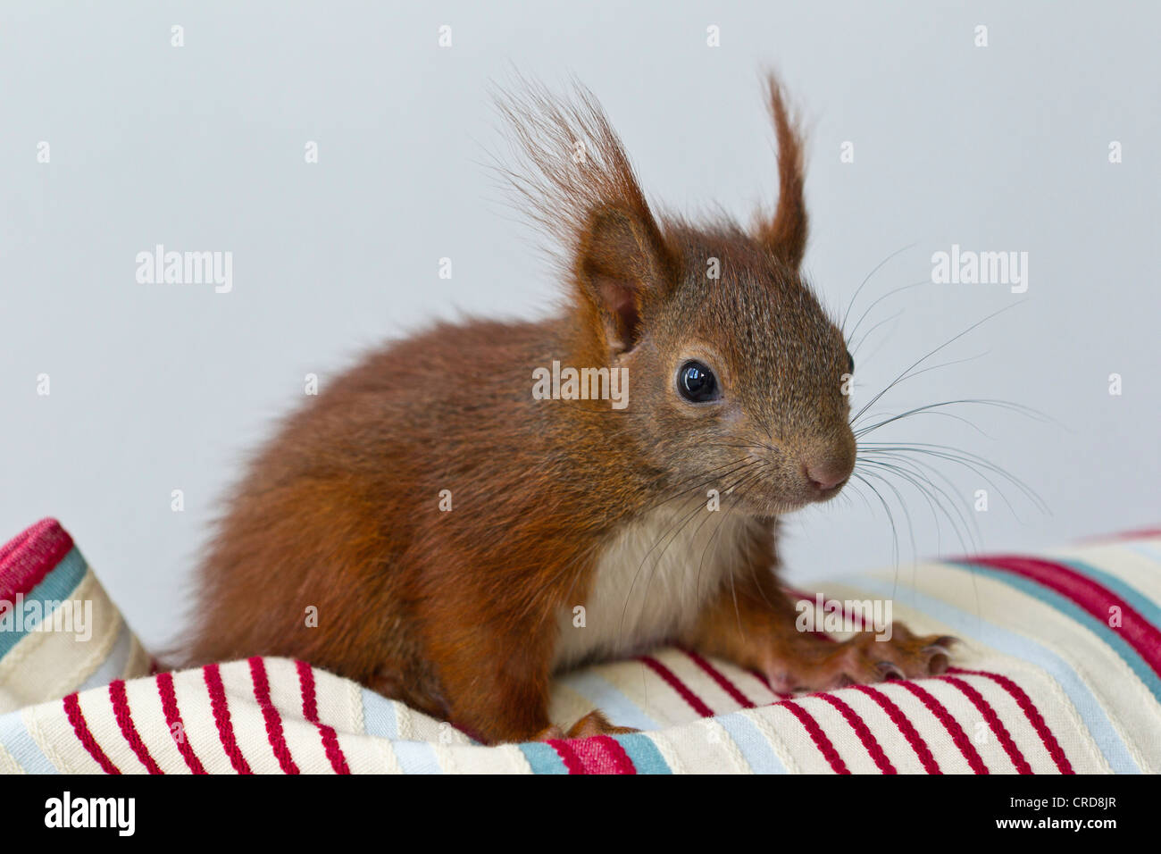 Hand reared squirrel Stock Photo