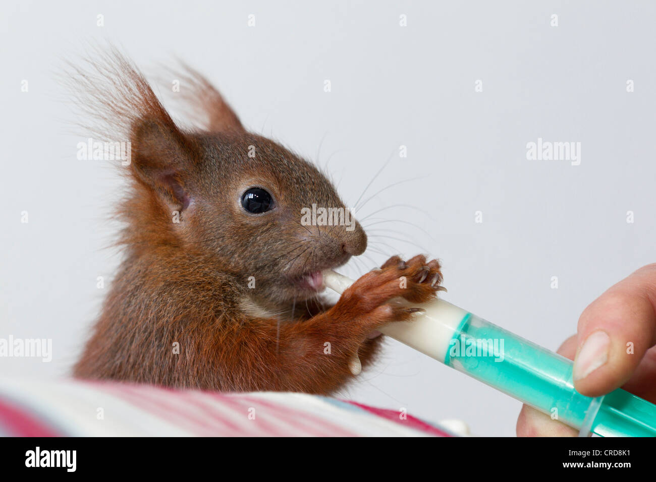 Hand reared squirrel Stock Photo