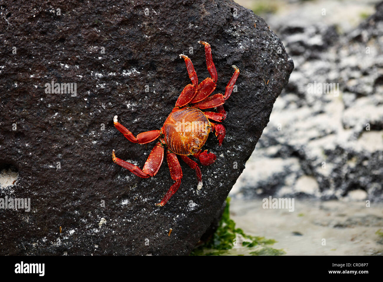 Red rock crab (Grapsus grapsus), Santa Cruz, Galapagos Islands Stock Photo