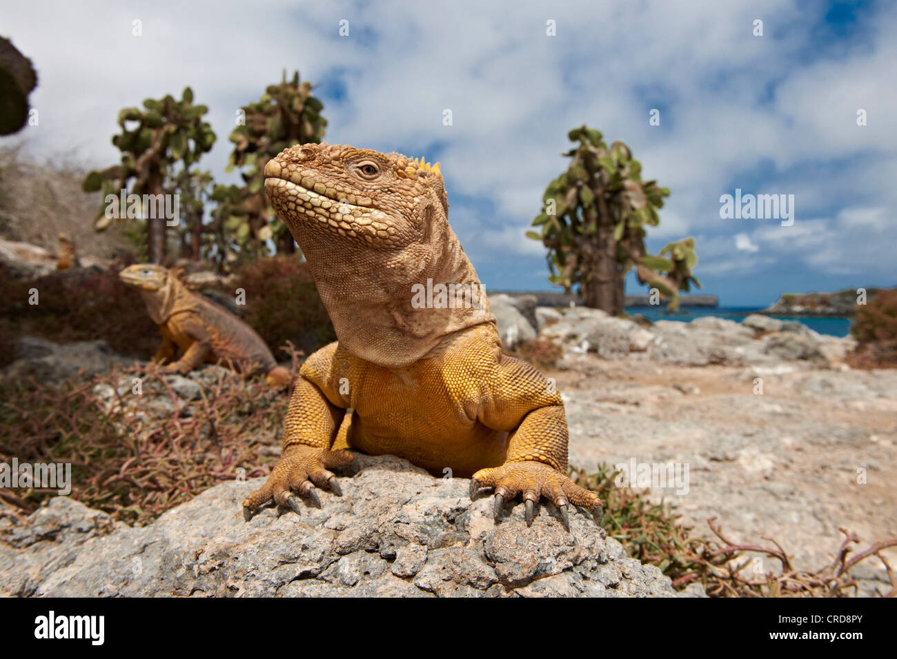 Galapagos Land Iguana (Conolophus subcristatus), South Plaza Island, Galapagos Islands Stock Photo