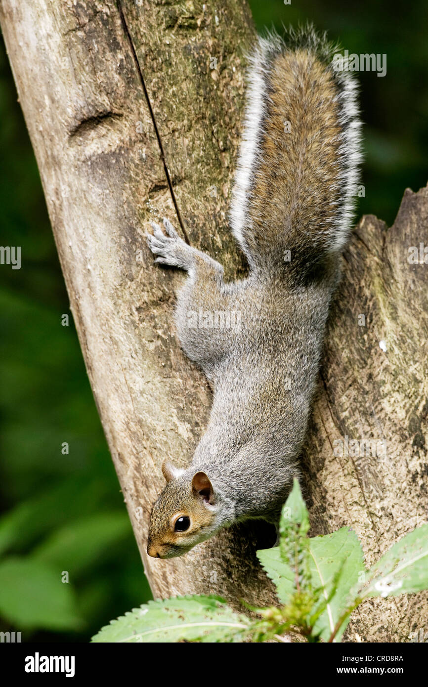 A Grey Squirrel (Sciurus carolinensis) showing it's agility by climbing down a tree trunk. Stock Photo