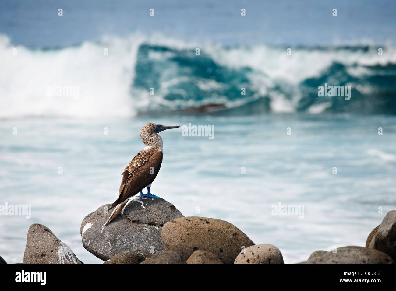 Blue-footed Booby (Sula nebouxii) at the ocean, North Seymour Island, Galapagos Islands Stock Photo