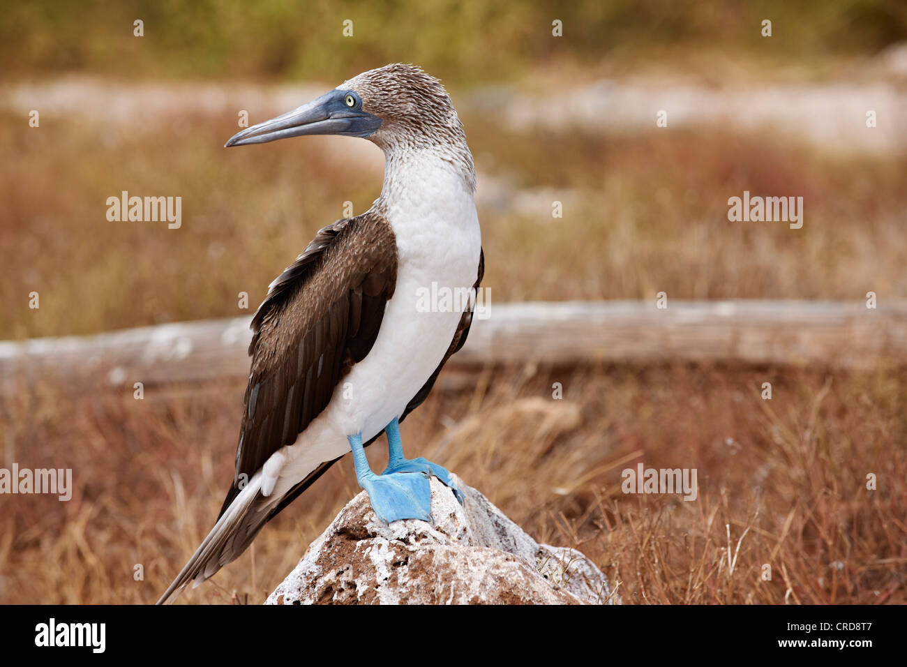 Blue-footed Booby (Sula nebouxii) on a stone, North Seymour Island, Galapagos Islands Stock Photo