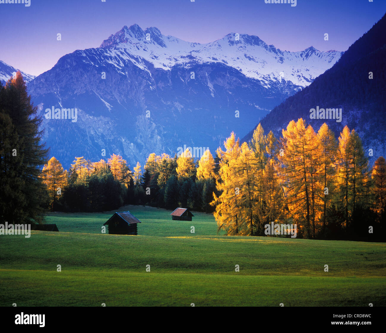 Larch trees in front of the Lechtal Alps, Obsteig, Austria Stock Photo