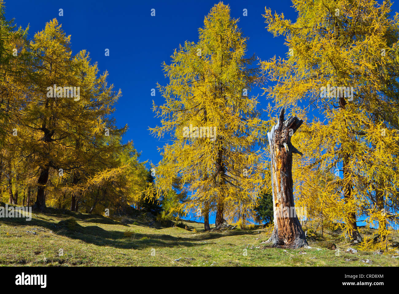Larch trees in autumn, Obsteig, Austria Stock Photo