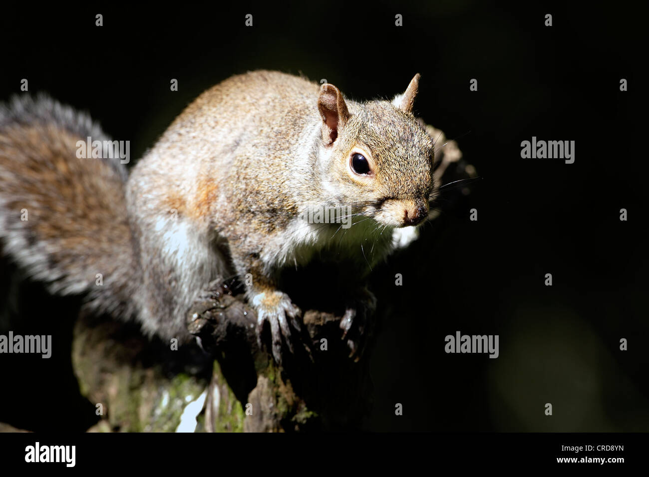 A portrait of a Grey Squirrel (Sciurus carolinensis). Stock Photo