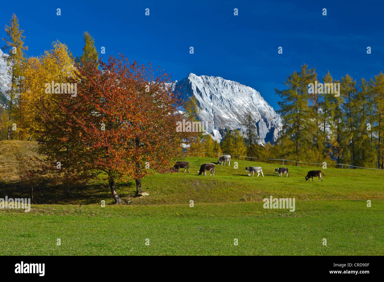 Alps with cattle herd in autumn, Obsteig, Austria Stock Photo