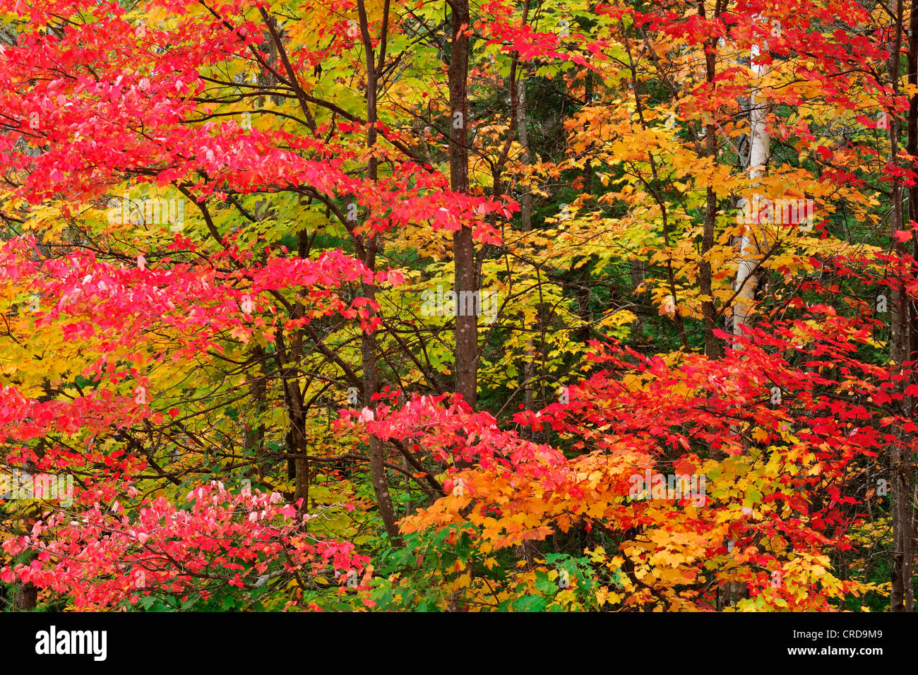 maple (Acer spec.), decidious forest in autumn, Canada ...
